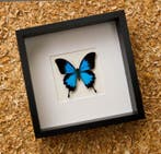 Vlinder Taxidermie volledige montage - Papilio ulysses - 27, Antiek en Kunst