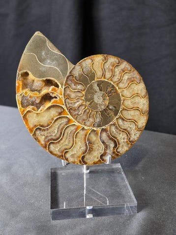 Ammoniet - Gefossiliseerd dier - Beautiful Polished Ammonite