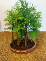 Bonsaï Sequoia côtiers/sapin d’eau (Sequoia) - Hauteur