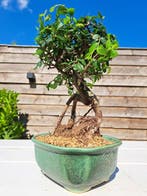 Chinese iep bonsai (Ulmus parviflora) - Hoogte (boom): 21 cm