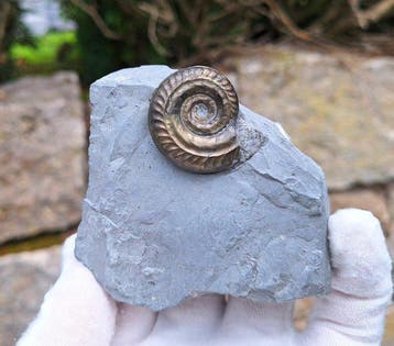 pyrite ammonite - Animal fossilisé - Arieticeras ruthenense