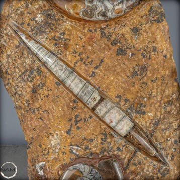 Natuurlijke Orthoceras-fossielen - paleontologische schatten