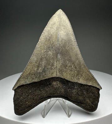 Mégalodon - Dent fossile - 8.5 cm - 7 cm, Verzamelen