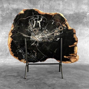 Indrukwekkende grote snede van versteend hout op een op maat