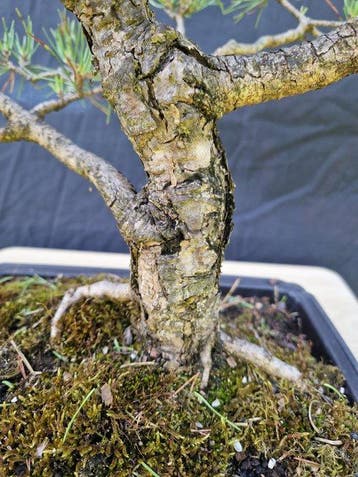Den bonsai (Pinus) - Hoogte (boom): 35 cm - Diepte (boom):