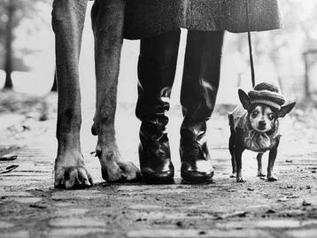 Elliott Erwitt - Magnum Photos - New York, 1974 - Jaren 1900