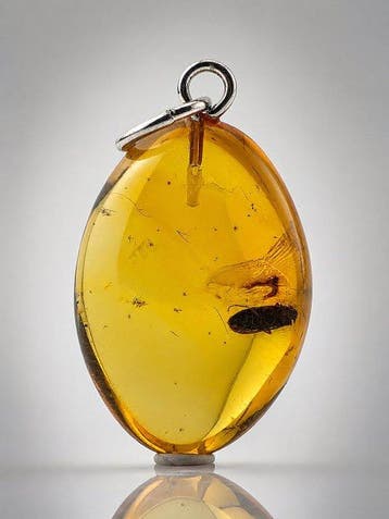 Levendig honinggoud amberhanger – Gedetailleerde kakkerlak, Nieuw