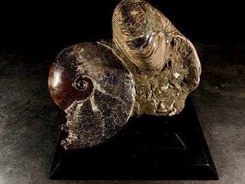Albiano-blok - Gefossiliseerd dier - cymatoceras +