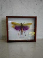 Criquet (doos met UV-glasvenster) Taxidermie volledige, Antiek en Kunst