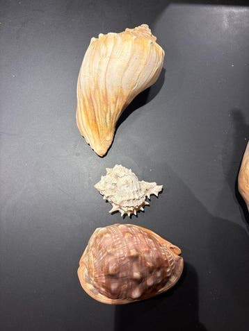 Lambis Coquillage marin - Lambis truncata, Turbinella sp.,