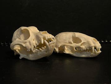 Chien domestique Crâne de mammifère - Canis lupus