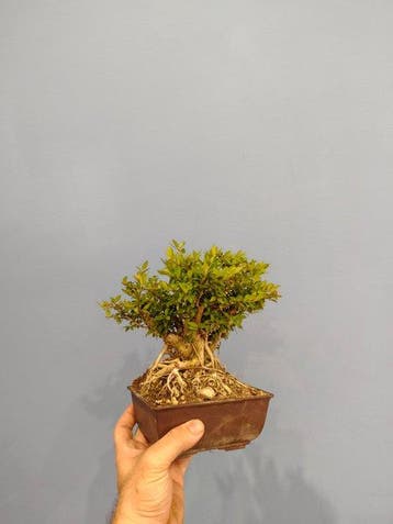 bonsai van kamperfoelie - Hoogte (boom): 15 cm - Diepte
