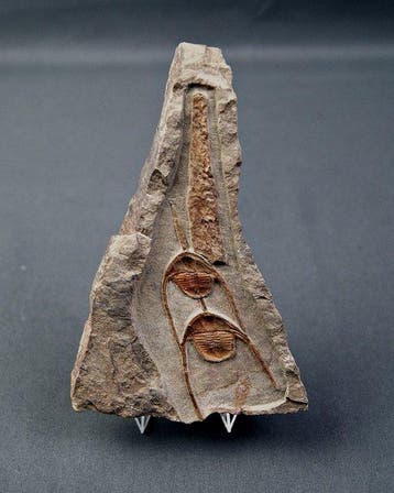 Trilobiet - Gefossiliseerd dier - Ampyx cf. priscus