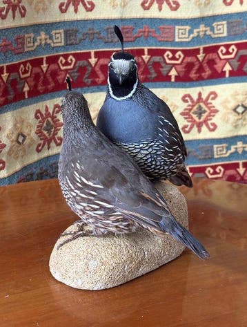 California kwartel (paar) Taxidermie volledige montage -