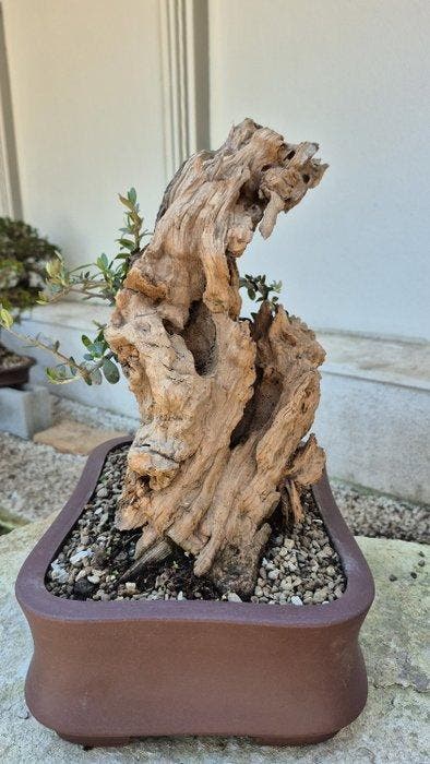 Bonsai van Olijfboom (Olea) - Hoogte (boom): 34 cm - Diepte, Antiquités & Art, Curiosités & Brocante