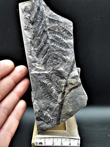 Varen - Gefossiliseerde plant - Lobatopteris miltoni (Artis, Collections