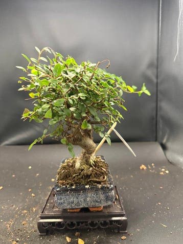 Japanese iep bonsai (Zelkova) - Hoogte (boom): 25 cm -