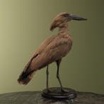 Hamerkop Taxidermie Opgezette Dieren By Max, Ophalen of Verzenden, Nieuw, Vogel, Opgezet dier