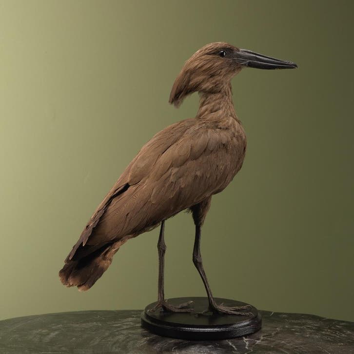 Hamerkop Taxidermie Opgezette Dieren By Max, Collections, Collections Animaux, Enlèvement ou Envoi