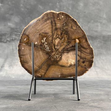 Prachtige plak versteend hout op een maatwerk standaard. -