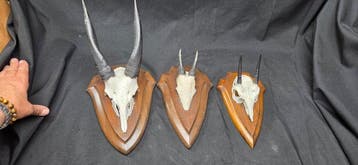Antilope africaine à 3 cornes — monture taxidermie Cornes -, Antiquités & Art