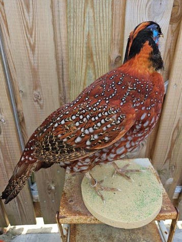 Temminick saterhoen Taxidermie volledige montage - Tragopan, Nieuw