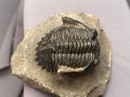 Fossiles - Squelette fossile - Hollardops mescoristata - 7, Collections