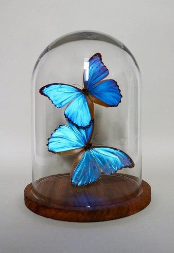 Vlinder Taxidermie volledige montage - Morpho didius - 30 cm