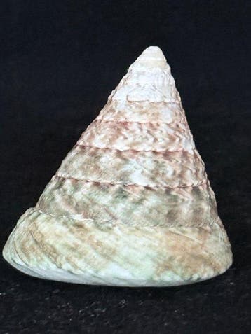Zeeslak Zeeschelp - S-574 TECTUS PYRAMIS (Zonder, Verzamelen, Nieuw