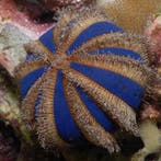 Mespilia globulus (Globular sea urchin), Dieren en Toebehoren
