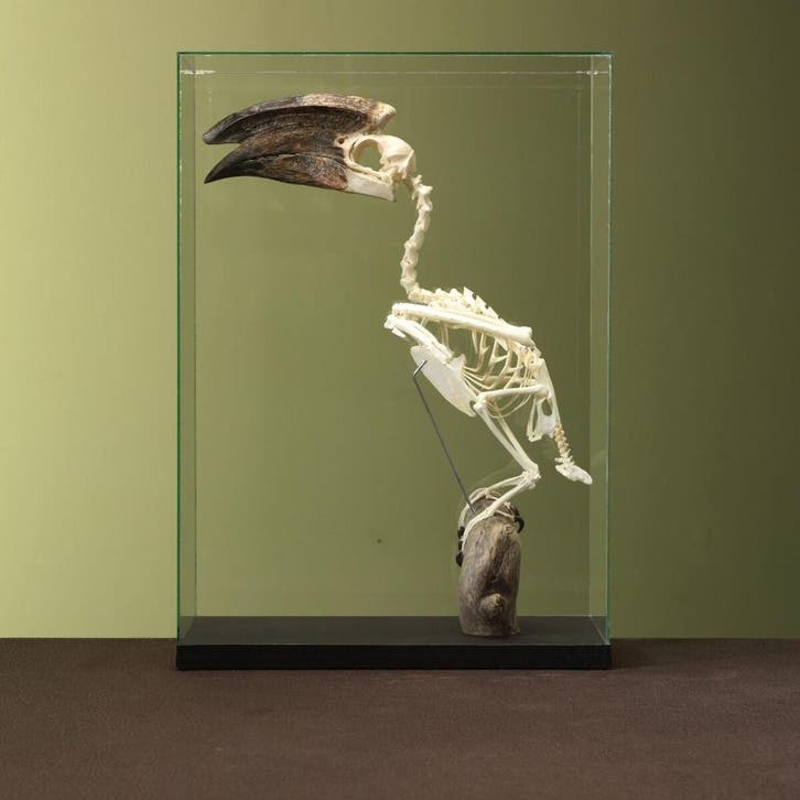 Trompetneushoornvogel M Skelet, Verzamelen, Dierenverzamelingen, Opgezet dier, Nieuw, Vogel, Ophalen of Verzenden