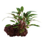 Cryptocoryne beckettii Petchii op Lavasteen, Dieren en Toebehoren, Verzenden, Nieuw