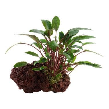 Cryptocoryne beckettii Petchii op Lavasteen, Dieren en Toebehoren, Vissen | Aquaria en Toebehoren, Nieuw, Verzenden