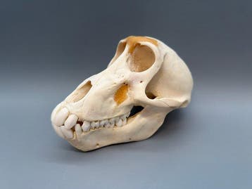 Aap Schedel - Papio Ursinus - 10 cm - 10 cm - 17 cm- CITES, Nieuw