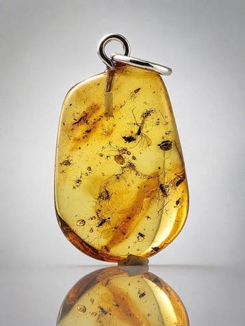 Distinctive SCARID FUNGUS GNAT – Lange poten, tere vleugels, Nieuw