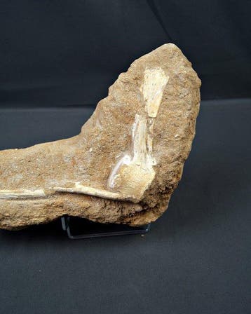 Mosasaurus - Fossiel wervelbot - Vértebra completa de