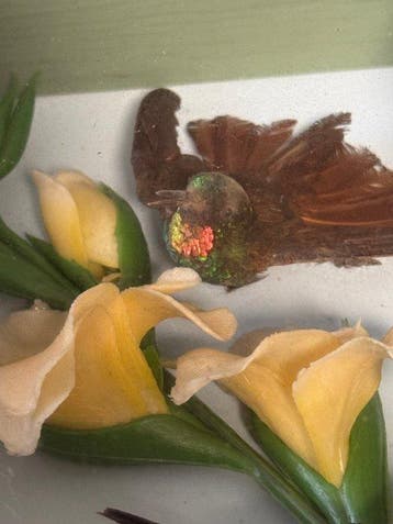 Kolibrie sp. Schedel - Hummingbird sp - 24 cm - 19.5 cm -, Nieuw