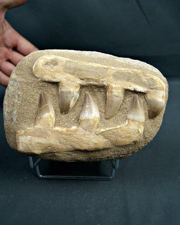 Mosasaurus - Fossiele matrix (Zonder minimumprijs)