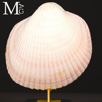 Maoricardium Pseudolima-schelp op een houten en koperen, Verzamelen, Nieuw