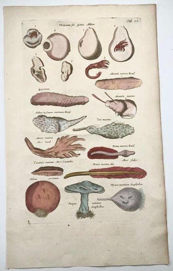 Matthäus Merian (b1593) - hand col. engraving: Zoophytes,