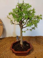 Bonsaï Mélèze (Larix) - Hauteur (arbre) : 38 cm - Profondeur