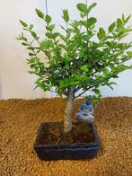 Liguster bonsai (Ligustrum) - Hoogte (boom): 28 cm - Diepte
