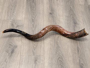 Antiek Judaica - Hoorn - 2020+ - Gepolijst shofar - 80 cm