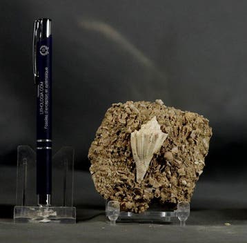 Uitzonderlijke fossiele schelp - op originele matrix -, Verzamelen, Mineralen en Fossielen