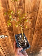 Japanese maple bonsai (Acer palmatum) - Hoogte (boom): 25 cm