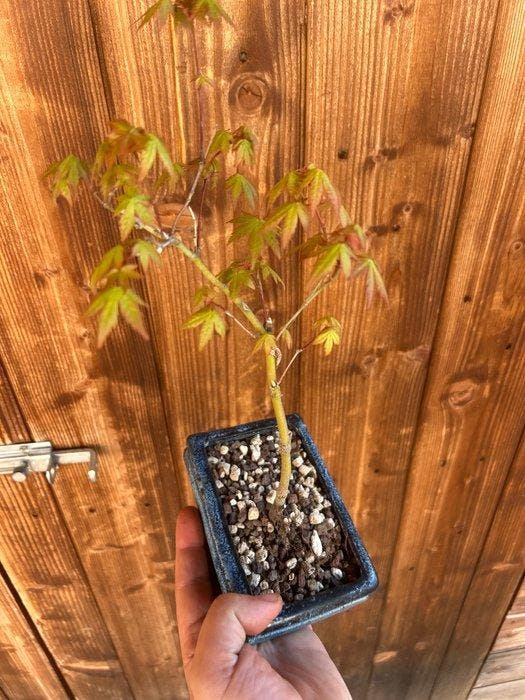 Japanese maple bonsai (Acer palmatum) - Hoogte (boom): 25 cm, Antiek en Kunst, Curiosa en Brocante