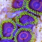 Zoanthus Purple monster Frag (2-3 polypen), Animaux & Accessoires, Animaux Autre