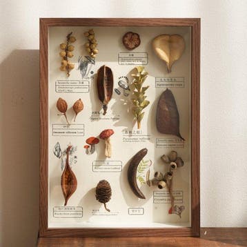 Diverse plantenzaden Taxidermie volledige montage - Various