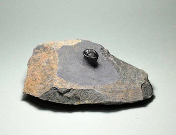 Trilobiet - Gefossiliseerd dier - Phaetonellus sp., Verzamelen, Mineralen en Fossielen