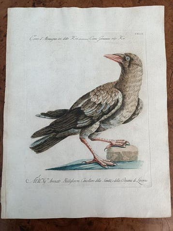 Saverio Manetti (XVIII) - Corvo d Alemagna ivi detto Kre